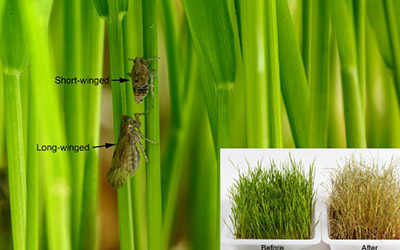 Rice Insect pests and their management | National Rice Research Institute